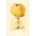 Malus domestica Stones Apple - Amanda Almira Newton — visning af kunstværket
