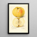Malus domestica Stones Apple - Amanda Almira Newton — indrammet kunstværk på væggen