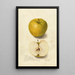 Reproduktion af maleriet Malus domestica Tallow Pippin - Amanda Almira Newton