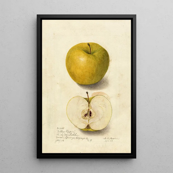 Reproduktion af maleriet Malus domestica Tallow Pippin - Amanda Almira Newton