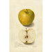 Reproduktion af maleriet Malus domestica Tallow Pippin - Amanda Almira Newton