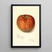 Reproduktion af maleriet Malus domestica Twenty Ounce - Amanda Almira Newton