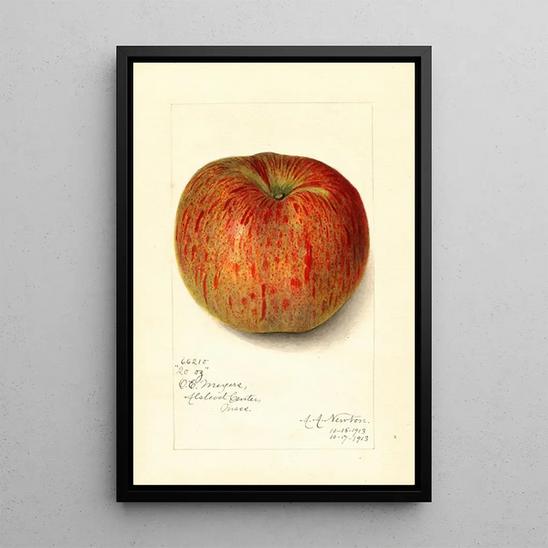 Reproduktion af maleriet Malus domestica Twenty Ounce - Amanda Almira Newton