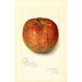 Reproduktion af maleriet Malus domestica Twenty Ounce - Amanda Almira Newton