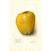 Malus domestica White Pearmain - Amanda Almira Newton — visning af kunstværket