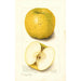 Malus domestica White Pippin - Amanda Almira Newton — visning af kunstværket