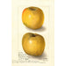 Malus domestica Yellow Newtown - Amanda Almira Newton — visning af kunstværket