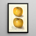Malus domestica Yellow Newtown - Amanda Almira Newton — indrammet kunstværk på væggen