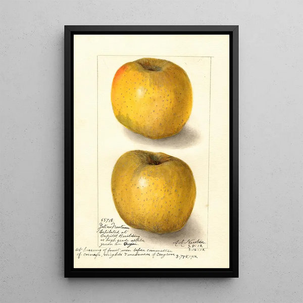 Malus domestica Yellow Newtown - Amanda Almira Newton — indrammet kunstværk på væggen