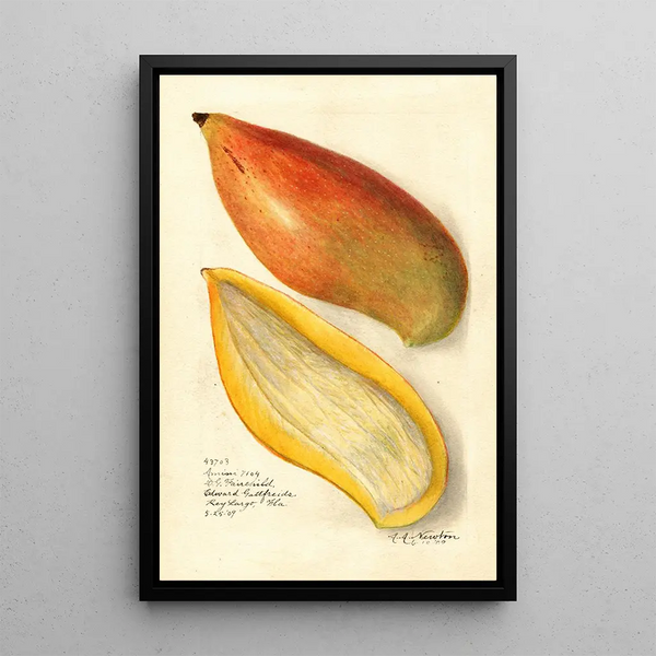 Reproduktion af maleriet Mangifera indica Amiri - Amanda Almira Newton