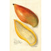 Reproduktion af maleriet Mangifera indica Amiri - Amanda Almira Newton