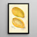 Reproduktion af maleriet Mangifera indica Cambodiana - Amanda Almira Newton