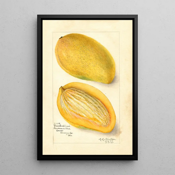 Reproduktion af maleriet Mangifera indica Cambodiana - Amanda Almira Newton
