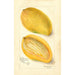 Reproduktion af maleriet Mangifera indica Cambodiana - Amanda Almira Newton