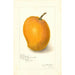 Mangifera indica Maharajah - Amanda Almira Newton — visning af kunstværket