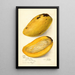 Reproduktion af maleriet Mangifera indica No - Amanda Almira Newton