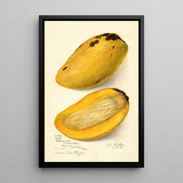 Reproduktion af maleriet Mangifera indica No - Amanda Almira Newton