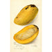 Reproduktion af maleriet Mangifera indica No - Amanda Almira Newton