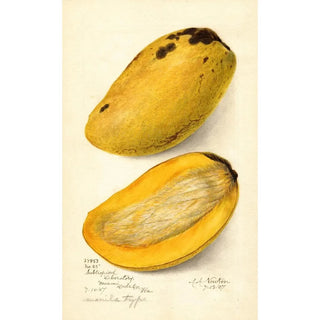 Amanda Almira Newton - Mangifera indica No.webp