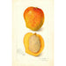 Mangifera indica Peters No - Amanda Almira Newton — visning af kunstværket