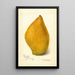 Reproduktion af maleriet Mangifera indica Sandersha - Amanda Almira Newton