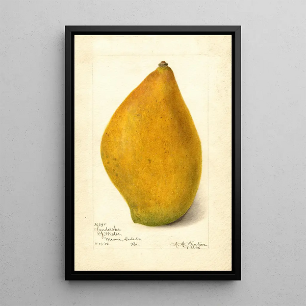 Reproduktion af maleriet Mangifera indica Sandersha - Amanda Almira Newton