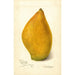 Reproduktion af maleriet Mangifera indica Sandersha - Amanda Almira Newton