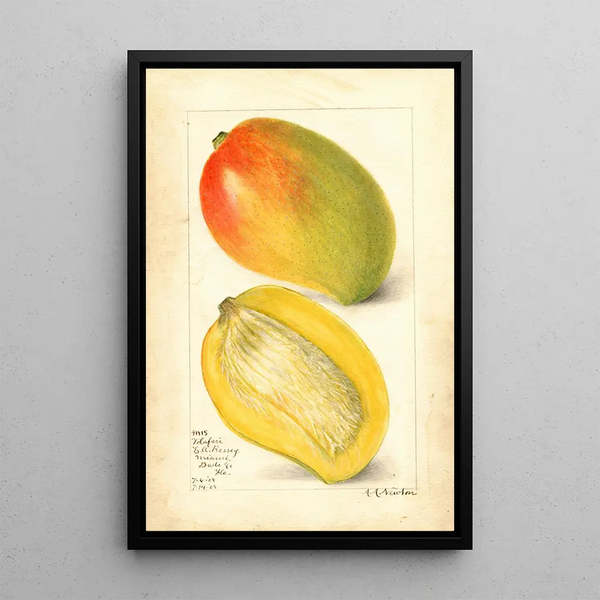 Reproduktion af maleriet Mangifera indica Totafari - Amanda Almira Newton