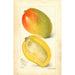 Reproduktion af maleriet Mangifera indica Totafari - Amanda Almira Newton