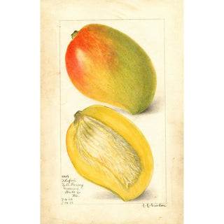 Amanda Almira Newton - Mangifera indica Totafari.webp
