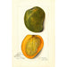 Mangifera indica White Alphonse - Amanda Almira Newton — visning af kunstværket