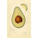 Reproduktion af maleriet Persea Sharpless - Amanda Almira Newton