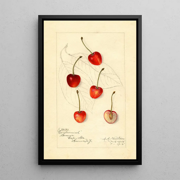 Reproduktion af maleriet Prunus avium Centennial - Amanda Almira Newton