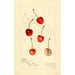 Reproduktion af maleriet Prunus avium Centennial - Amanda Almira Newton