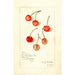 Prunus avium Kirkland - Amanda Almira Newton — visning af kunstværket