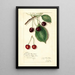 Reproduktion af maleriet Prunus avium Knight Early Red - Amanda Almira Newton