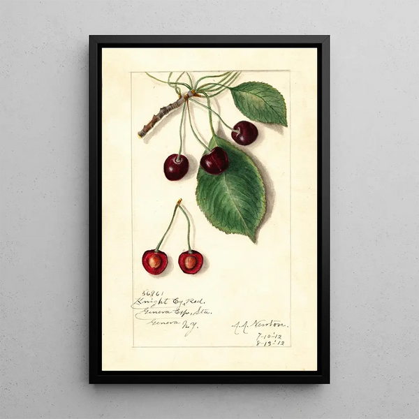 Reproduktion af maleriet Prunus avium Knight Early Red - Amanda Almira Newton