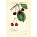 Reproduktion af maleriet Prunus avium Knight Early Red - Amanda Almira Newton