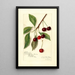 Reproduktion af maleriet Prunus avium Roditelsky - Amanda Almira Newton