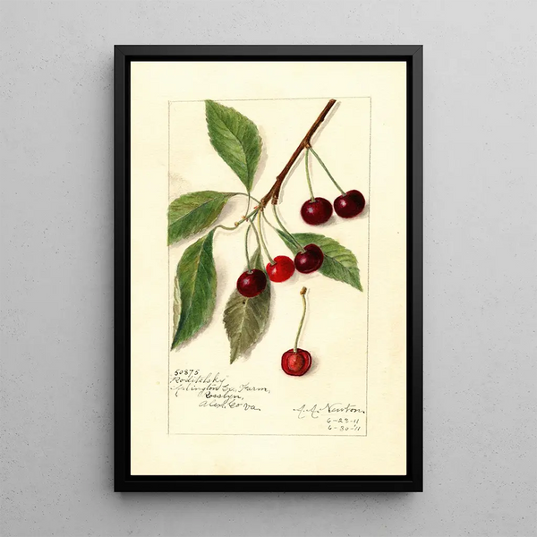 Reproduktion af maleriet Prunus avium Roditelsky - Amanda Almira Newton