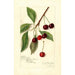 Reproduktion af maleriet Prunus avium Roditelsky - Amanda Almira Newton