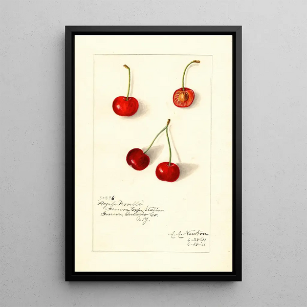Reproduktion af maleriet Prunus avium Royal Novelle - Amanda Almira Newton
