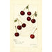Prunus avium Suda - Amanda Almira Newton — visning af kunstværket