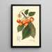 Reproduktion af maleriet Prunus avium Yellow Spanish - Amanda Almira Newton