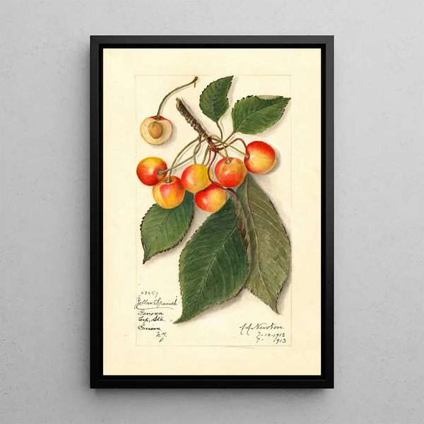 Reproduktion af maleriet Prunus avium Yellow Spanish - Amanda Almira Newton