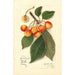Reproduktion af maleriet Prunus avium Yellow Spanish - Amanda Almira Newton