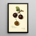 Reproduktion af maleriet Prunus domestica Late Orleans - Amanda Almira Newton