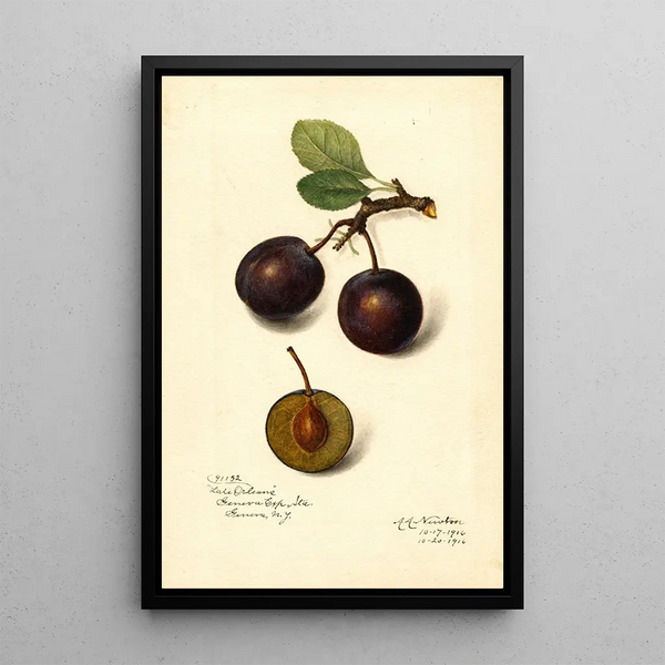 Reproduktion af maleriet Prunus domestica Late Orleans - Amanda Almira Newton