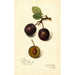 Reproduktion af maleriet Prunus domestica Late Orleans - Amanda Almira Newton