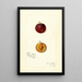 Reproduktion af maleriet Prunus domestica Mammoth Gold - Amanda Almira Newton